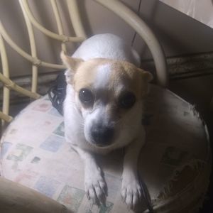 Meet your Posher, Lacey